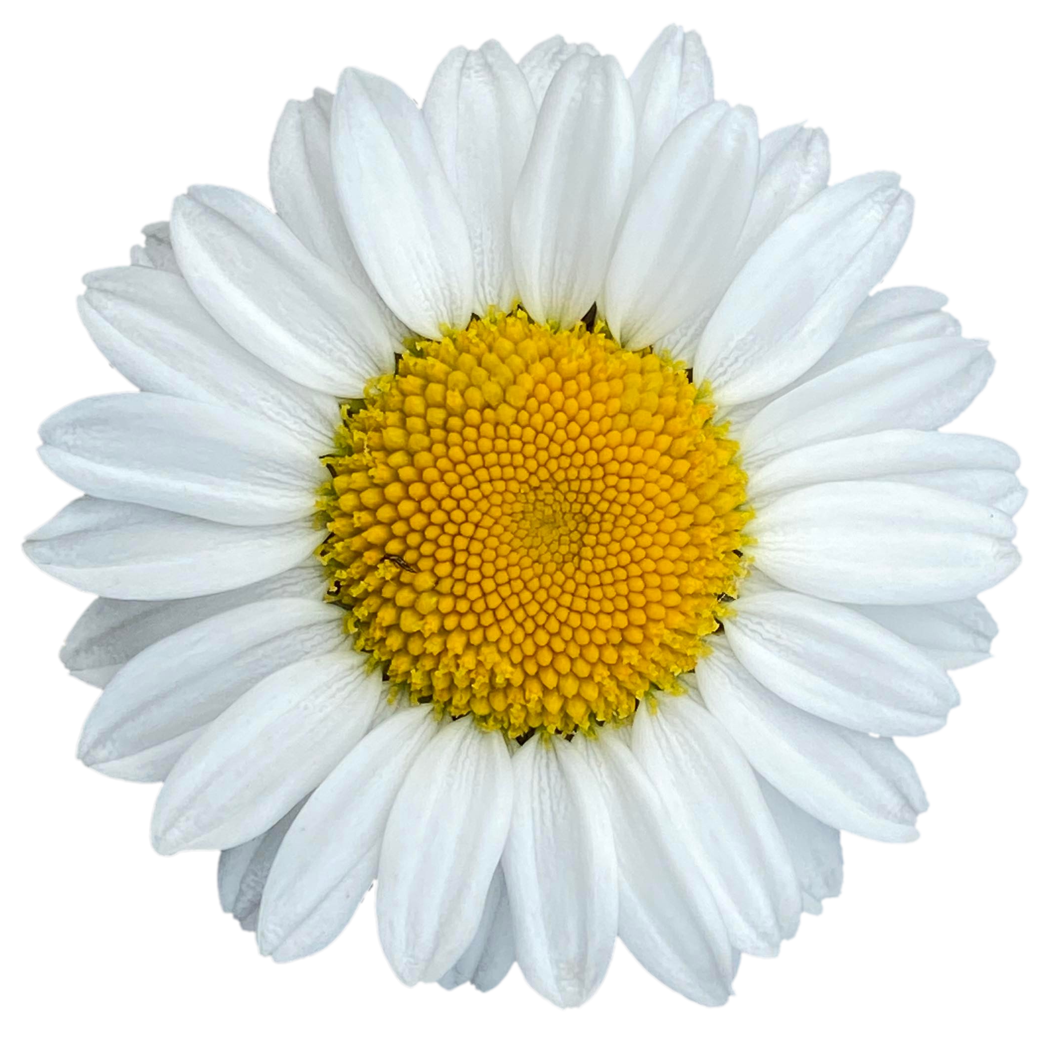 fisu-daisy-full
